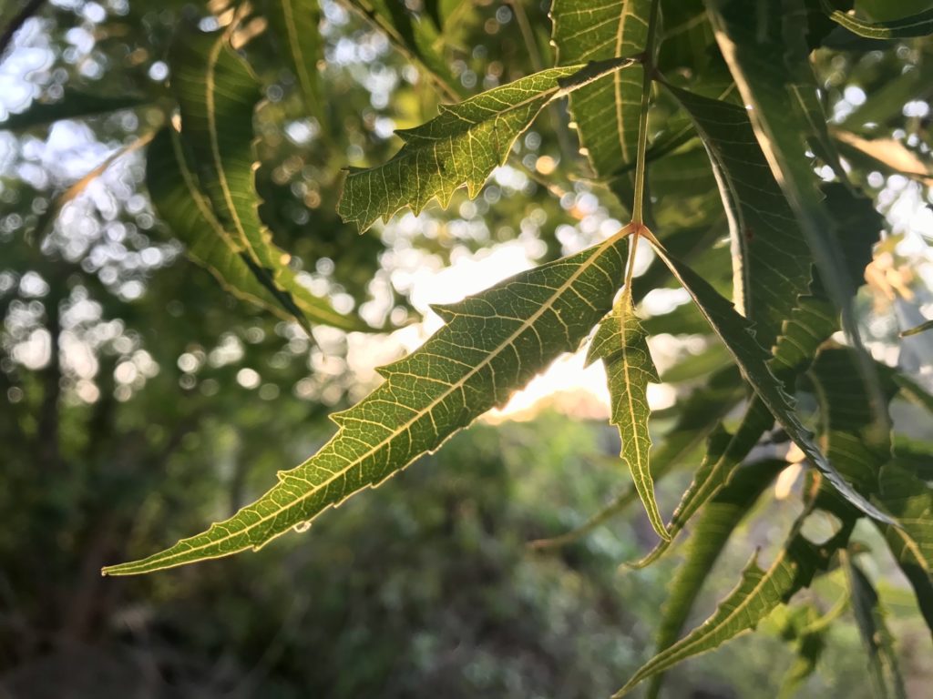 Neem Tree Leaf