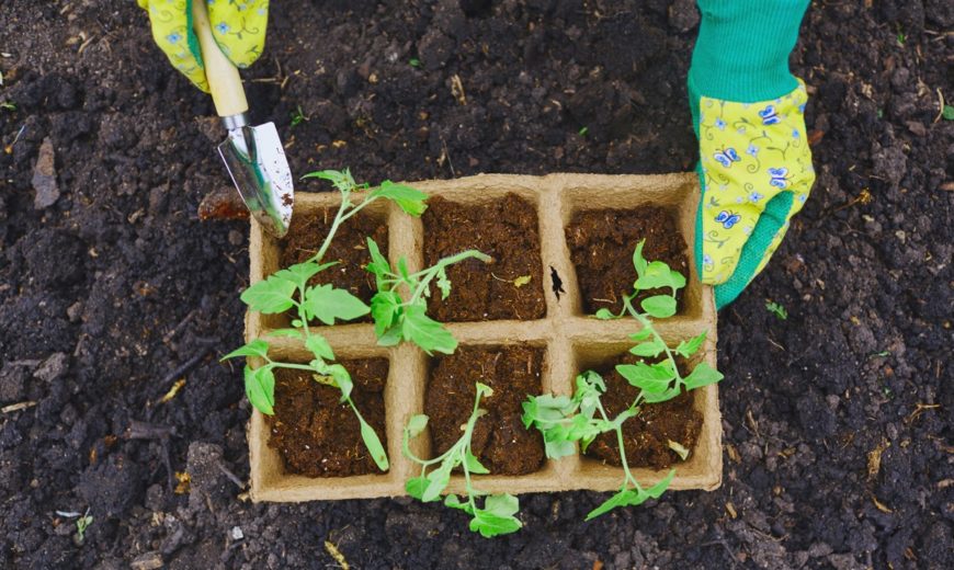 How to start a garden - how to begin farming gardening