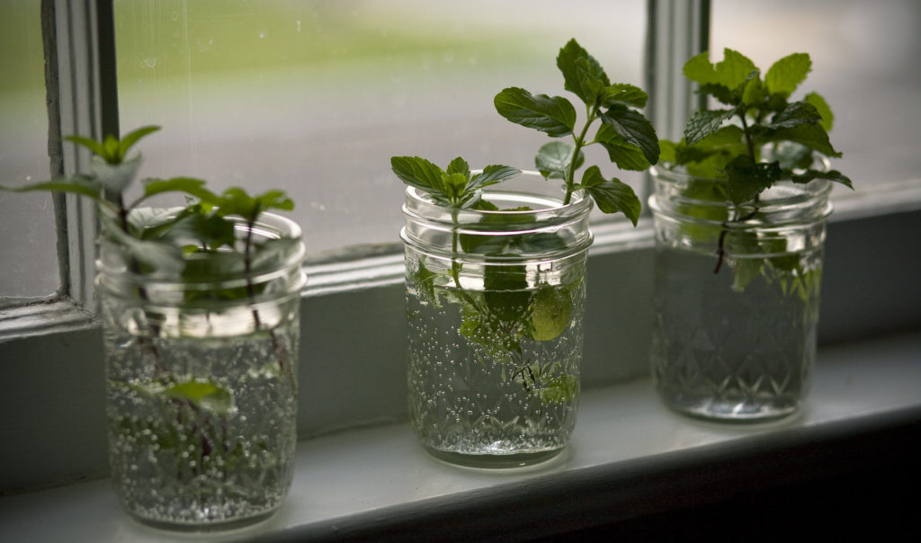 Mint cuttings in water by window sill