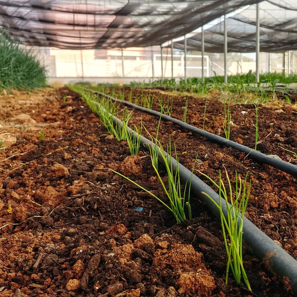 Greenhouse with spring onions and shade-netting