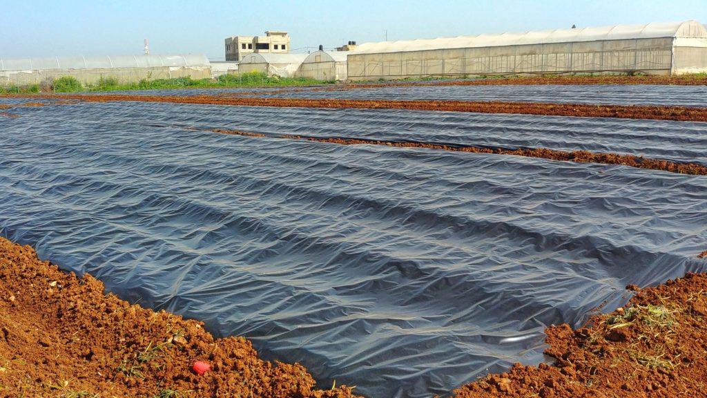 Black polyethylene tarp for solarizing soil in the Middle East