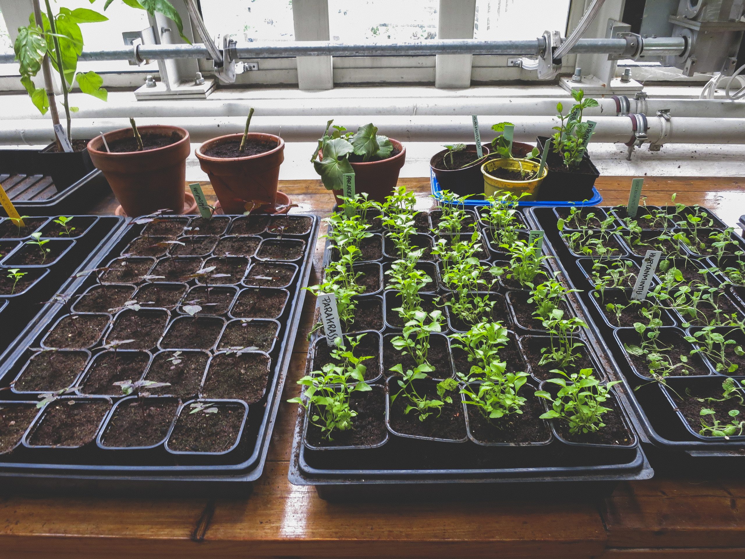 Starting Seeds Indoors Starting Mix Tips And Tricks â ž Sowegrow