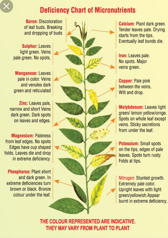 Plant Deficiency Chart
