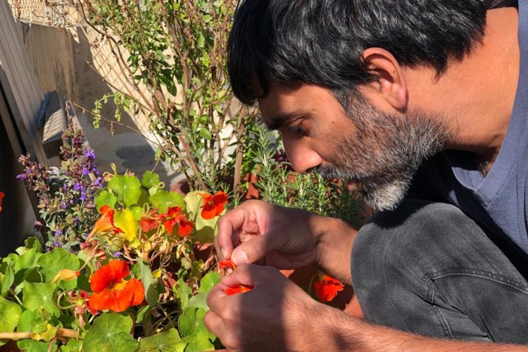 Home gardening in Palestine and UAE and Middle East - man with nasturtium, sage and basil in background