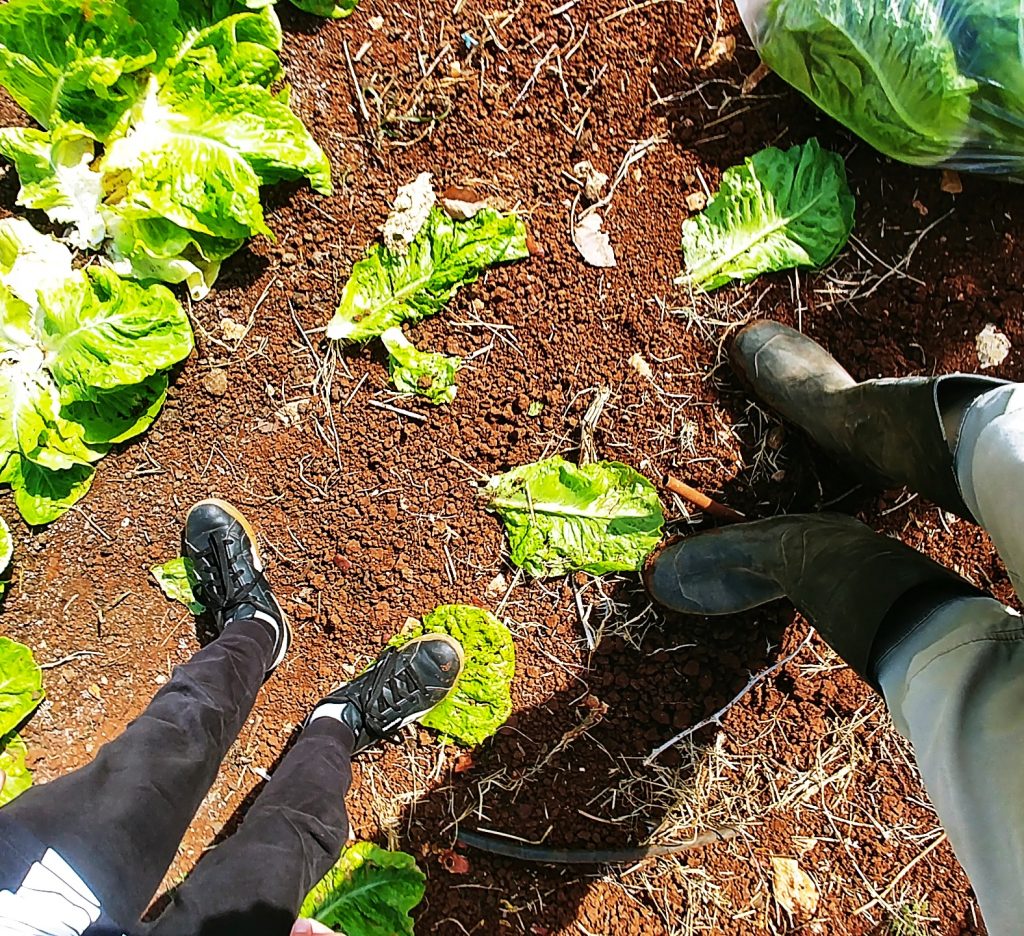 Two pairs of boots standing over old, dead lettuce on the ground