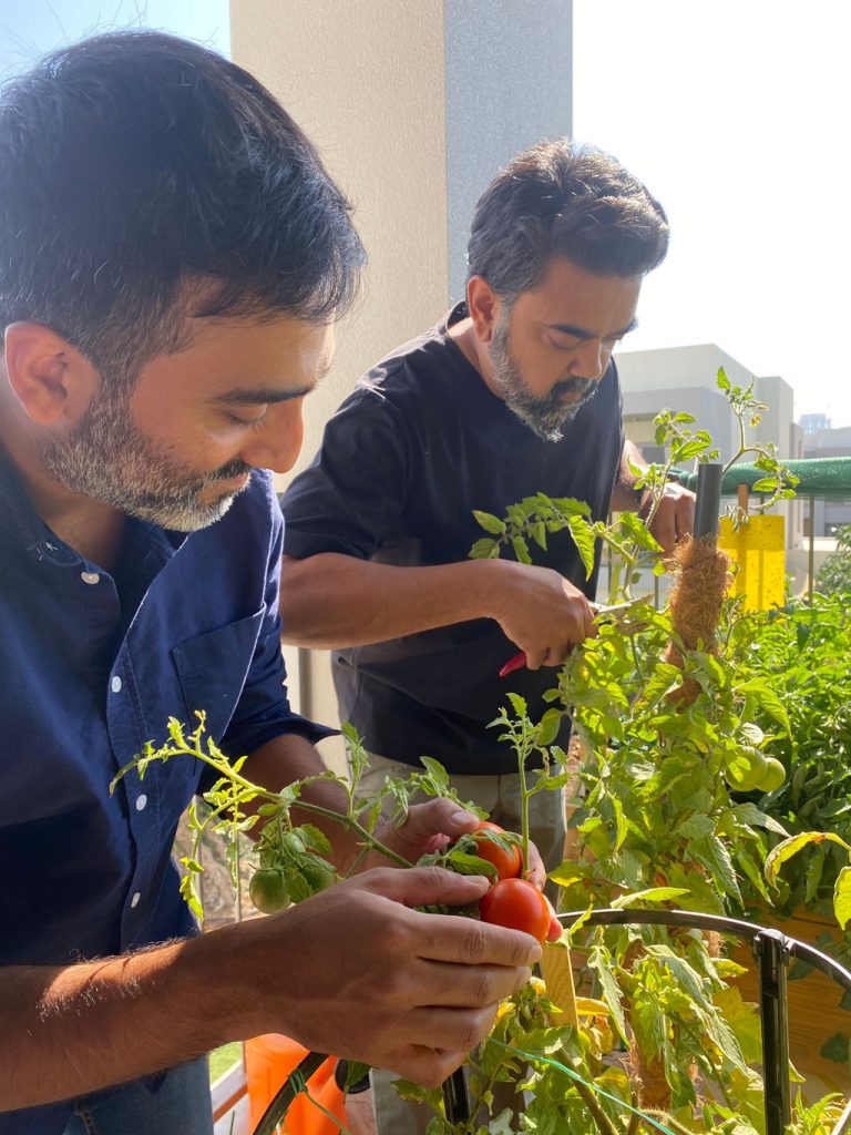 Two men harvesting and caring for tomatoes on a balcony garden in Dubai Hills, Dubai