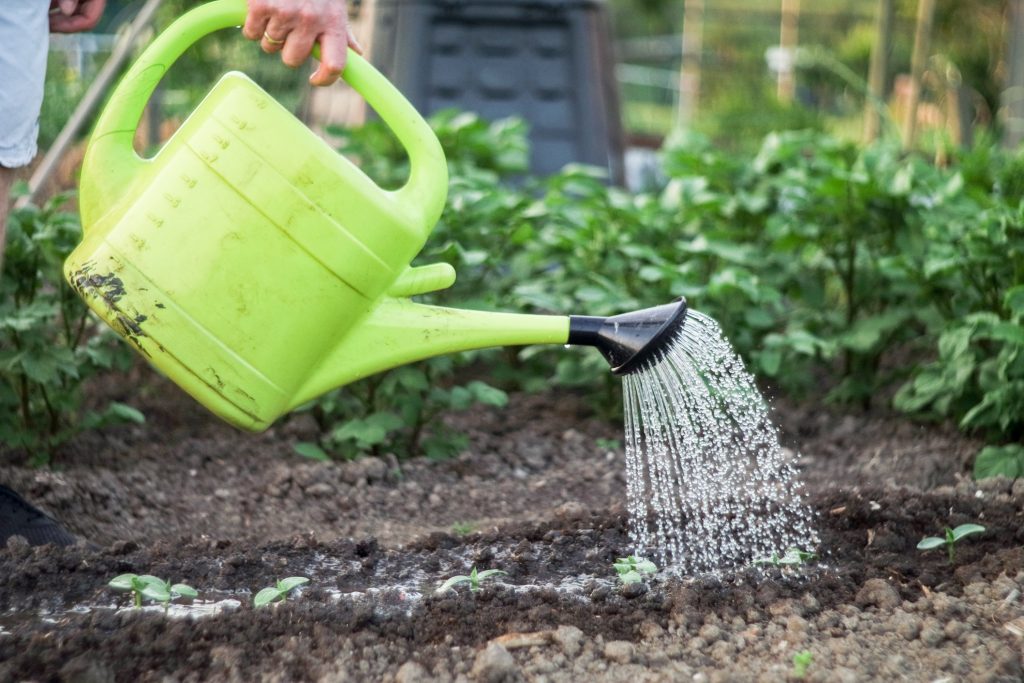 Watering cucumber seedlings in the garden / watering gardening mistakes in the UAE