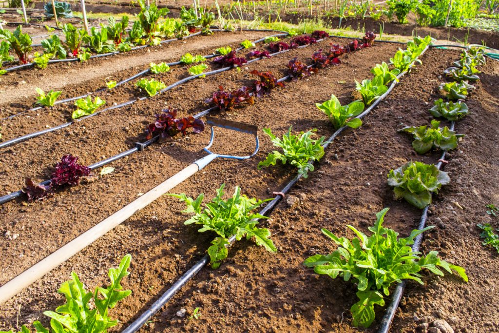 Red and green lettuce spaced evenly in rows in garden with a garden hoe / spacing gardening mistakes in the UAE