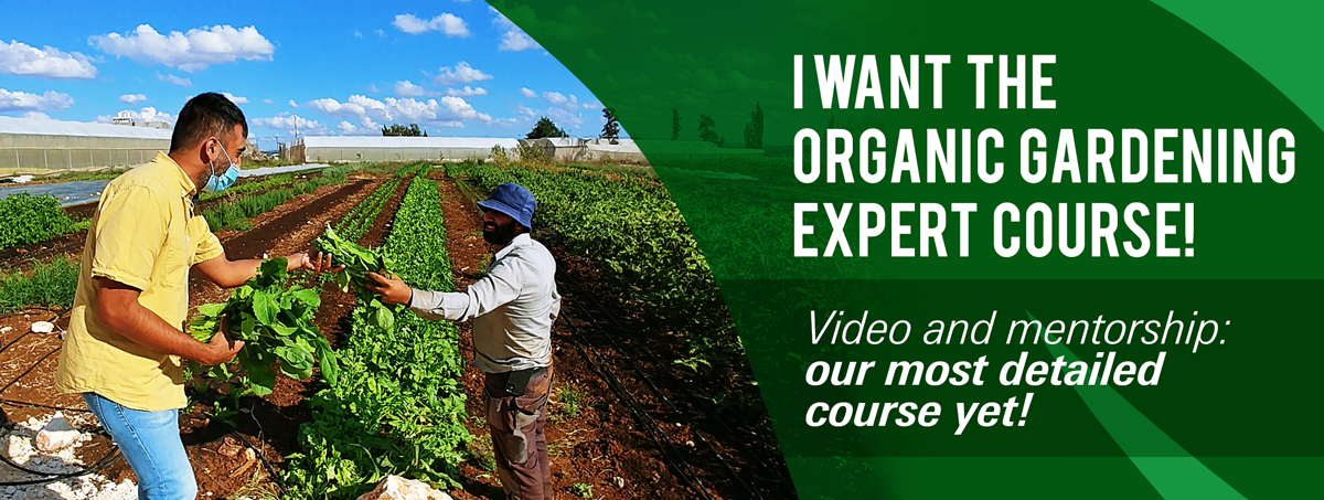 Online video course with mentorship for organic vegetable gardening - The Organic Gardening Expert by SoWeGrow | Nasser Rego in the organic farm in Palestine handling vegetables